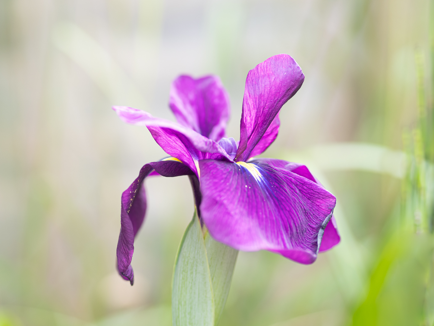 Iris versicolor