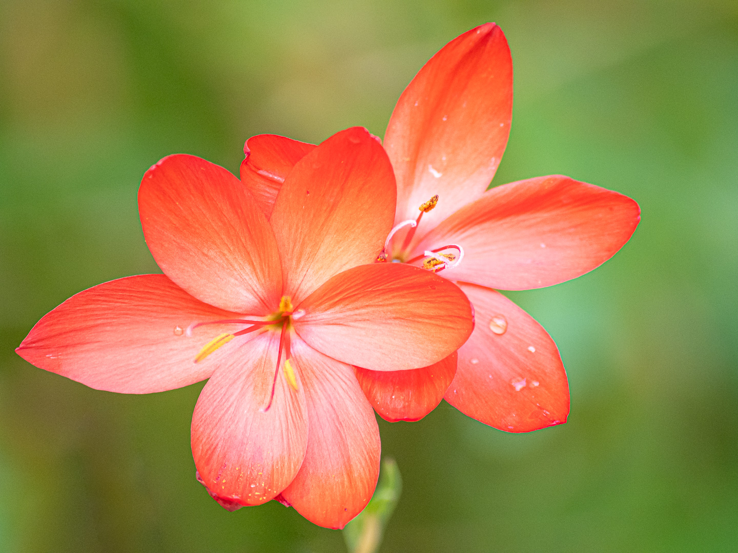 Red River Lily